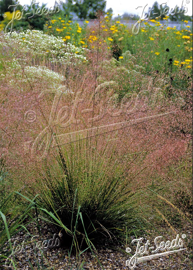 Eragrostis trichodes, Liiv-lembehein, Полевичка волосовидная, Sand Love Grass